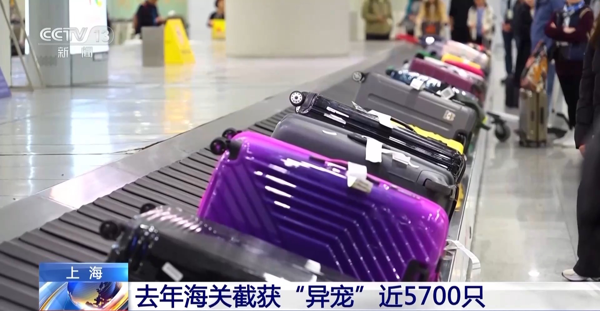 警惕“异宠”入侵!海关截获世界最毒蛙