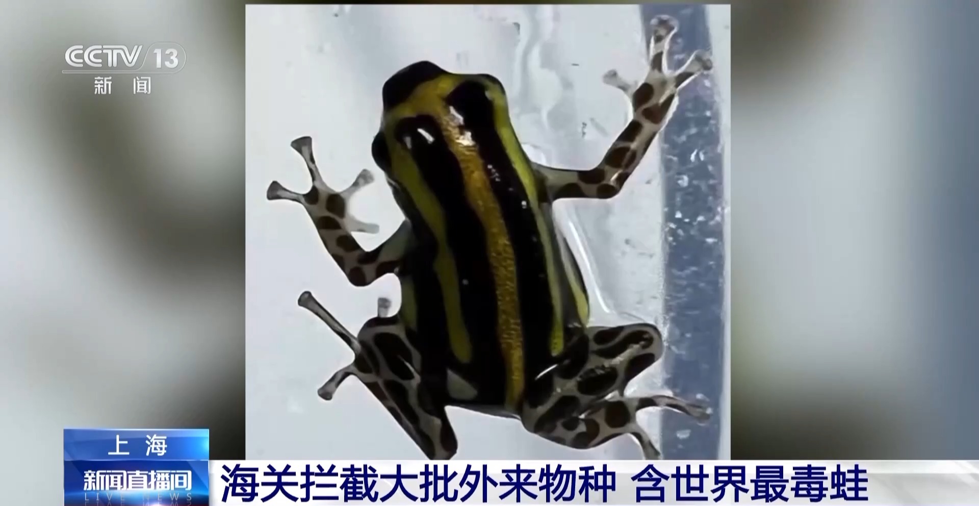 警惕“异宠”入侵!海关截获世界最毒蛙
