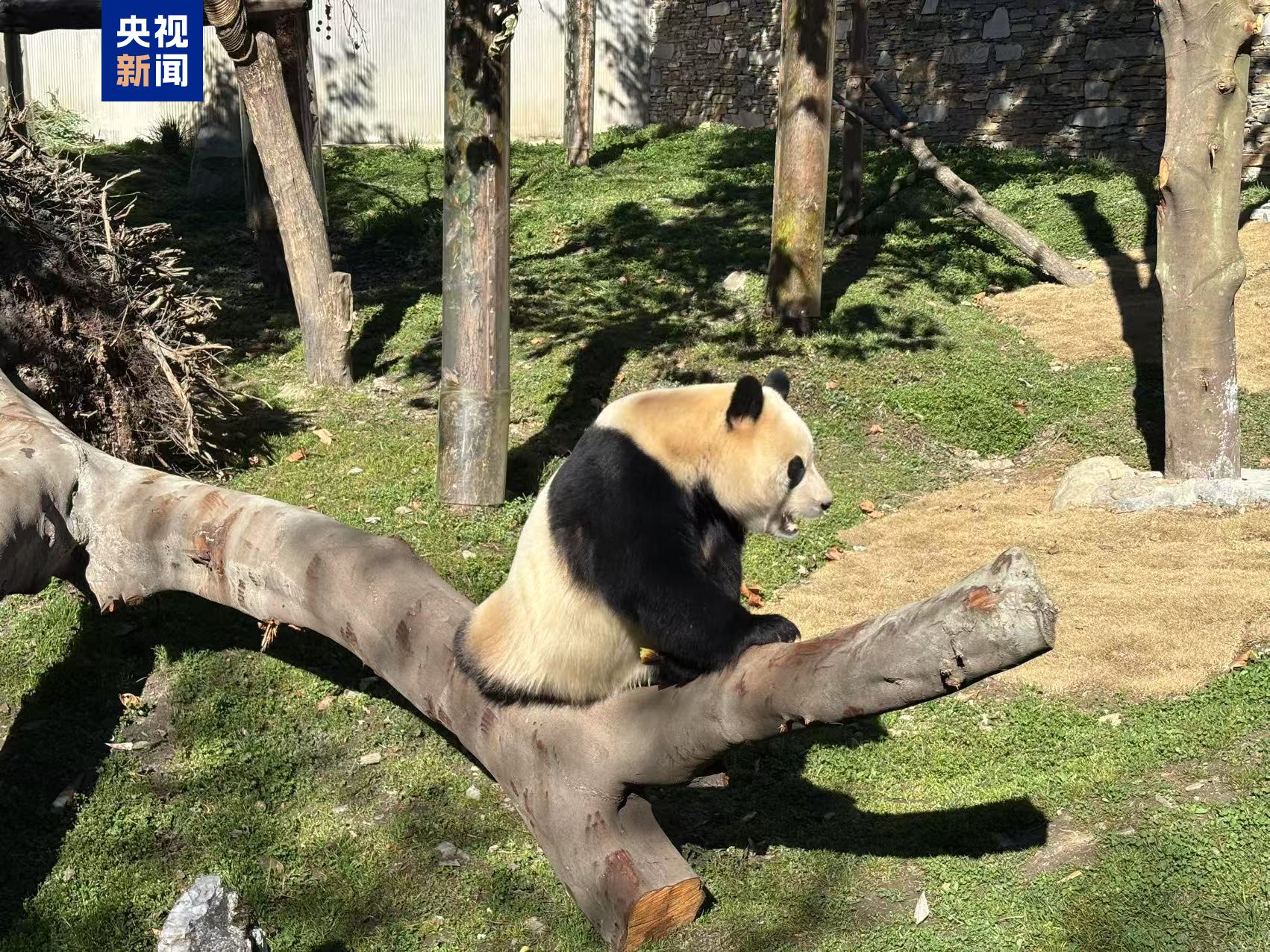 静养百天！大熊猫“福宝”今日与公众再度见面