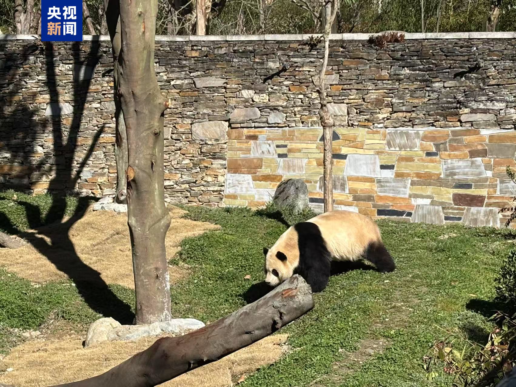 静养百天！大熊猫“福宝”今日与公众再度见面
