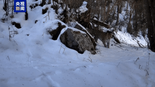 步伐沉稳 踏雪而行 岷山山脉首次记录到华北豹踪迹